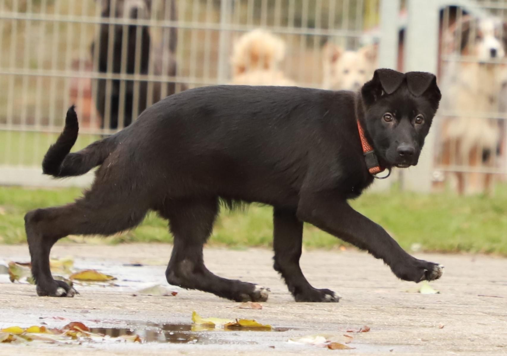 Seminar Lahmheitsdiagnostik